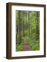 Elowah Falls Trail in Forest Columbia River Gorge, Oregon, USA-Jaynes Gallery-Framed Photographic Print