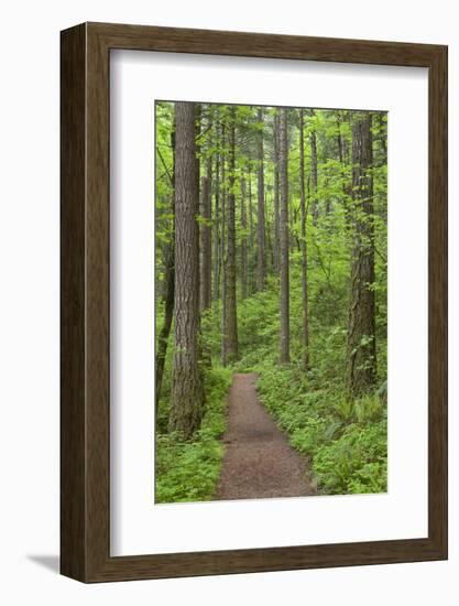 Elowah Falls Trail in Forest Columbia River Gorge, Oregon, USA-Jaynes Gallery-Framed Photographic Print