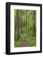 Elowah Falls Trail in Forest Columbia River Gorge, Oregon, USA-Jaynes Gallery-Framed Photographic Print