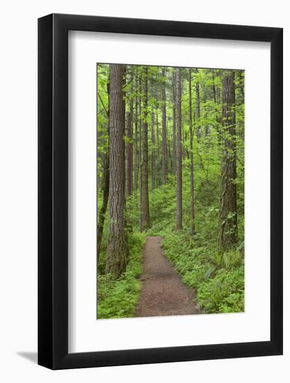 Elowah Falls Trail in Forest Columbia River Gorge, Oregon, USA-Jaynes Gallery-Framed Photographic Print