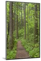 Elowah Falls Trail in Forest Columbia River Gorge, Oregon, USA-Jaynes Gallery-Mounted Photographic Print