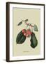 Elton Cherry-William Hooker-Framed Art Print