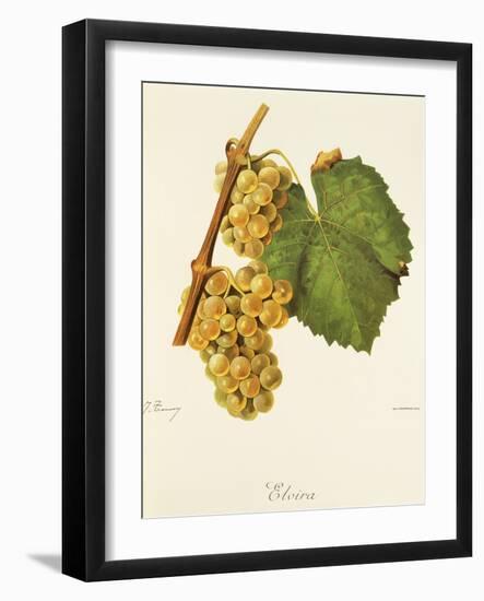 Elvira Grape-J. Troncy-Framed Giclee Print