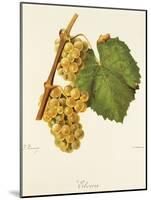 Elvira Grape-J. Troncy-Mounted Giclee Print