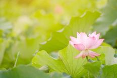 Lotus Flowers in Garden under Sunlight-elwynn-Stretched Canvas