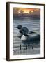 Ely, Minnesota - Loon on Lake-Lantern Press-Framed Art Print