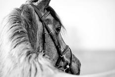 Black-And-White Portrait of a Sports Stallion in a Bridle.-Elya Vatel-Mounted Photographic Print