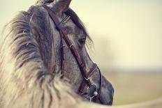 Black-And-White Portrait of a Sports Stallion in a Bridle.-Elya Vatel-Framed Photographic Print