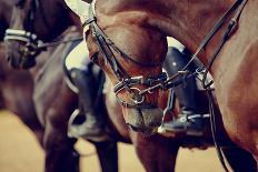 Black-And-White Portrait of a Sports Stallion in a Bridle.-Elya Vatel-Mounted Photographic Print