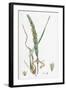 Elymus Arenarius Sand Lyme-Grass-null-Framed Giclee Print