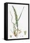 Elymus Arenarius Sand Lyme-Grass-null-Framed Stretched Canvas