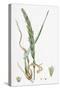 Elymus Arenarius Sand Lyme-Grass-null-Stretched Canvas