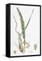 Elymus Arenarius Sand Lyme-Grass-null-Framed Stretched Canvas