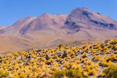 Bolivia, Antiplano - Landscape with Vicunas-Elzbieta Sekowska-Photographic Print