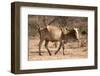 Emaciated Cattle (Bos Indicus) Wandering Alone-Lisa Hoffner-Framed Photographic Print