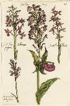 Lilac: Syringa Vulgaris, from `Theatrum Florae'-Emanuel Sweert-Stretched Canvas