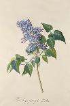 Lilac: Syringa Vulgaris, from `Theatrum Florae'-Emanuel Sweert-Mounted Giclee Print