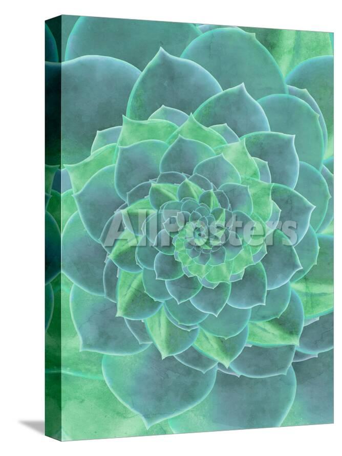 Geometric Succulent Prints Emanuela Carratoni Allposters Com