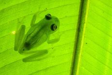 Red-eyed Treefrog (Agalychnis callidryas) adult-Emanuele Biggi-Framed Photographic Print