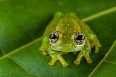 Red-eyed Treefrog (Agalychnis callidryas) adult-Emanuele Biggi-Framed Stretched Canvas