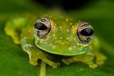 Red-eyed Treefrog (Agalychnis callidryas) adult-Emanuele Biggi-Mounted Photographic Print