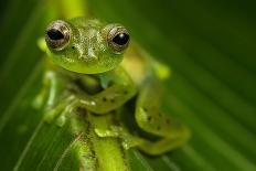 Red-eyed Treefrog (Agalychnis callidryas) adult-Emanuele Biggi-Framed Stretched Canvas