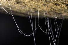 Regal jumping spider (Phidippus regius) captive male with iridescent fangs. Italy.-Emanuele Biggi-Photographic Print