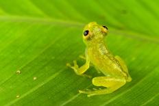 Clown frog (Dendropsophus leucophyllatus), Villa Carmen Biological Station, Peru-Emanuele Biggi-Photographic Print