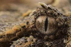 Horned adder (Bitis caudalis) close up of eye, Brandberg area, Namibia-Emanuele Biggi-Photographic Print