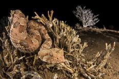 Palmated gecko with fluorescent body areas under UV-Emanuele Biggi-Photographic Print