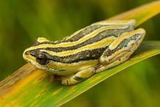 Red-eyed Treefrog (Agalychnis callidryas) adult-Emanuele Biggi-Laminated Photographic Print