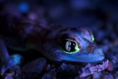 Red-eyed Treefrog (Agalychnis callidryas) adult-Emanuele Biggi-Stretched Canvas