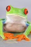 Red-eyed Treefrog (Agalychnis callidryas) adult-Emanuele Biggi-Framed Photographic Print