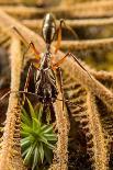 Regal jumping spider (Phidippus regius) captive male with iridescent fangs. Italy.-Emanuele Biggi-Photographic Print