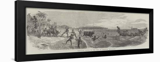 Embarking Cattle at the Port of Tamatave, Madagascar-null-Framed Giclee Print