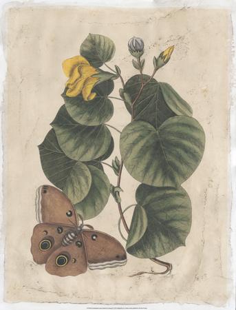 https://imgc.allpostersimages.com/img/posters/embellished-catesby-butterfly-botanical-i_u-L-F8FAI70.jpg?artPerspective=n