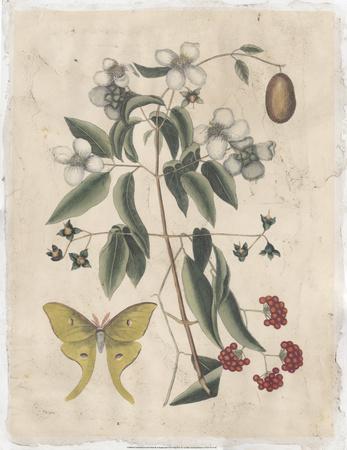 https://imgc.allpostersimages.com/img/posters/embellished-catesby-butterfly-botanical-iii_u-L-F8FAI90.jpg?artPerspective=n