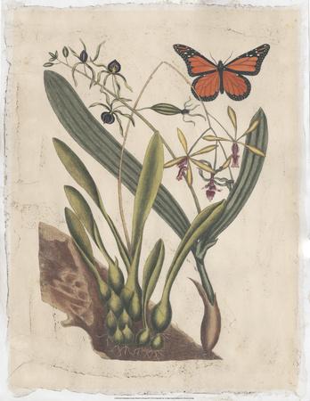 https://imgc.allpostersimages.com/img/posters/embellished-catesby-butterfly-botanical-iv_u-L-F8FAIA0.jpg?artPerspective=n