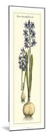 Embellished Hyacinth I-Vision Studio-Mounted Premium Giclee Print