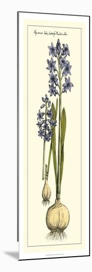 Embellished Hyacinth I-Vision Studio-Mounted Premium Giclee Print