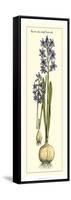 Embellished Hyacinth I-Vision Studio-Framed Stretched Canvas