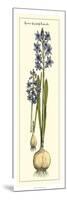 Embellished Hyacinth I-Vision Studio-Mounted Art Print