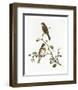 Emberiza Rustica-Aaron Ashley-Framed Art Print