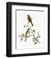 Emberiza Rustica-Aaron Ashley-Framed Art Print