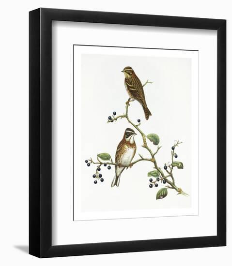 Emberiza Rustica-Aaron Ashley-Framed Art Print