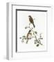 Emberiza Rustica-Aaron Ashley-Framed Art Print