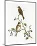 Emberiza Rustica-Aaron Ashley-Mounted Art Print