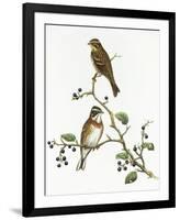 Emberiza Rustica-Aaron Ashley-Framed Art Print