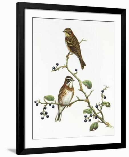 Emberiza Rustica-Aaron Ashley-Framed Art Print