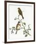 Emberiza Rustica-Aaron Ashley-Framed Art Print